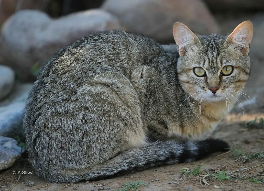 Ее взгляд — это окно в дикую природу. Встречайте, степная кошка — предок всех домашних мурлык!