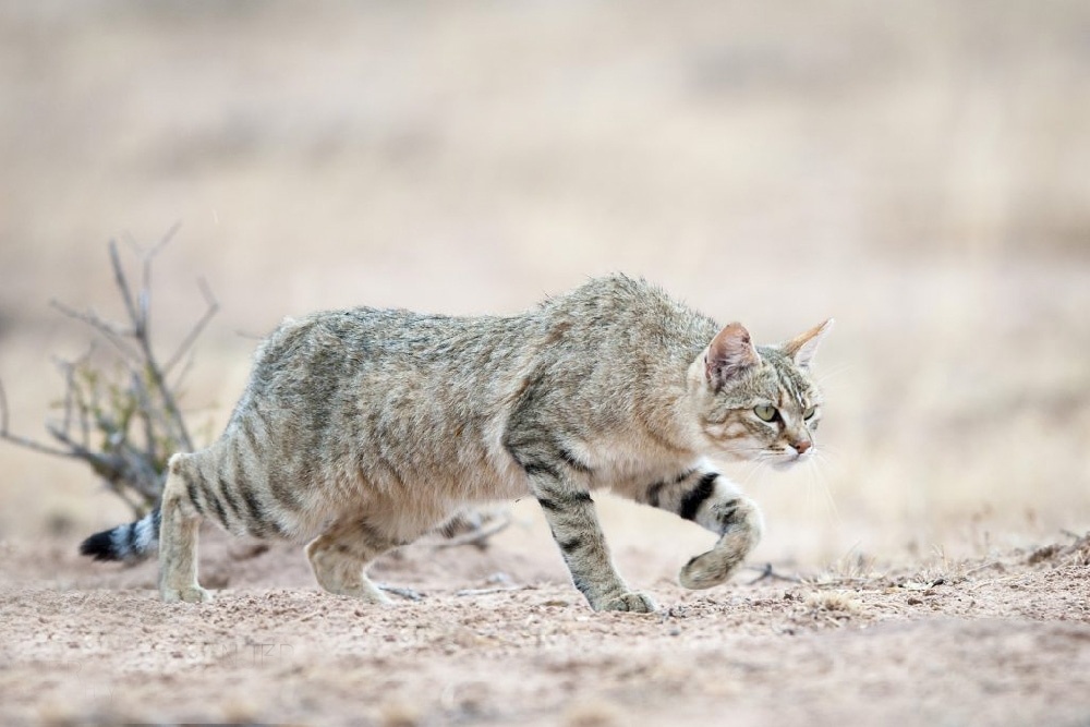 Она всегда начеку. Независимость и осторожность — главные черты ее характера.