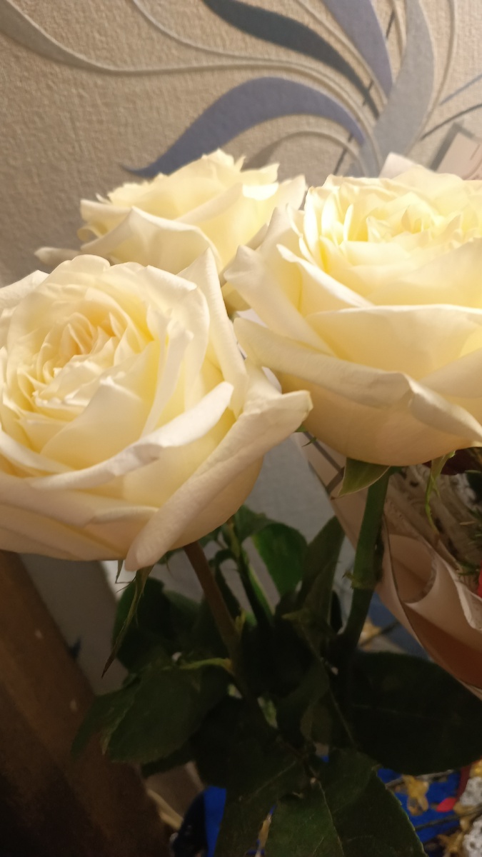 фото автора: вчера эти белые розы подарила сестре на день рождения 🎉