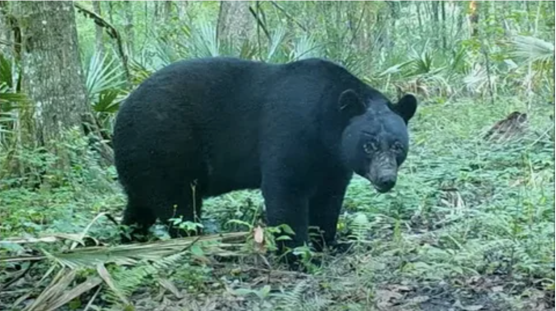 Луизианский чёрный медведь, один из подвидов американского чёрного медведя.
