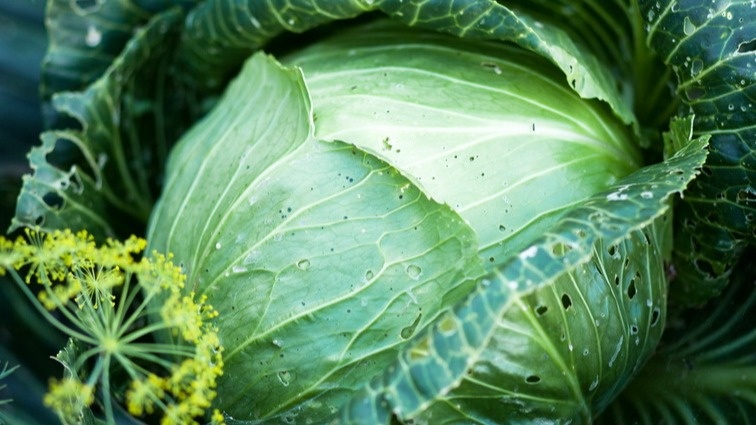 Соседский качан капусты