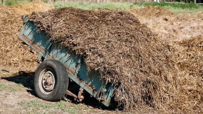 Мои затраты на навоз составляли две тысячи девятьсот рублей за сезон