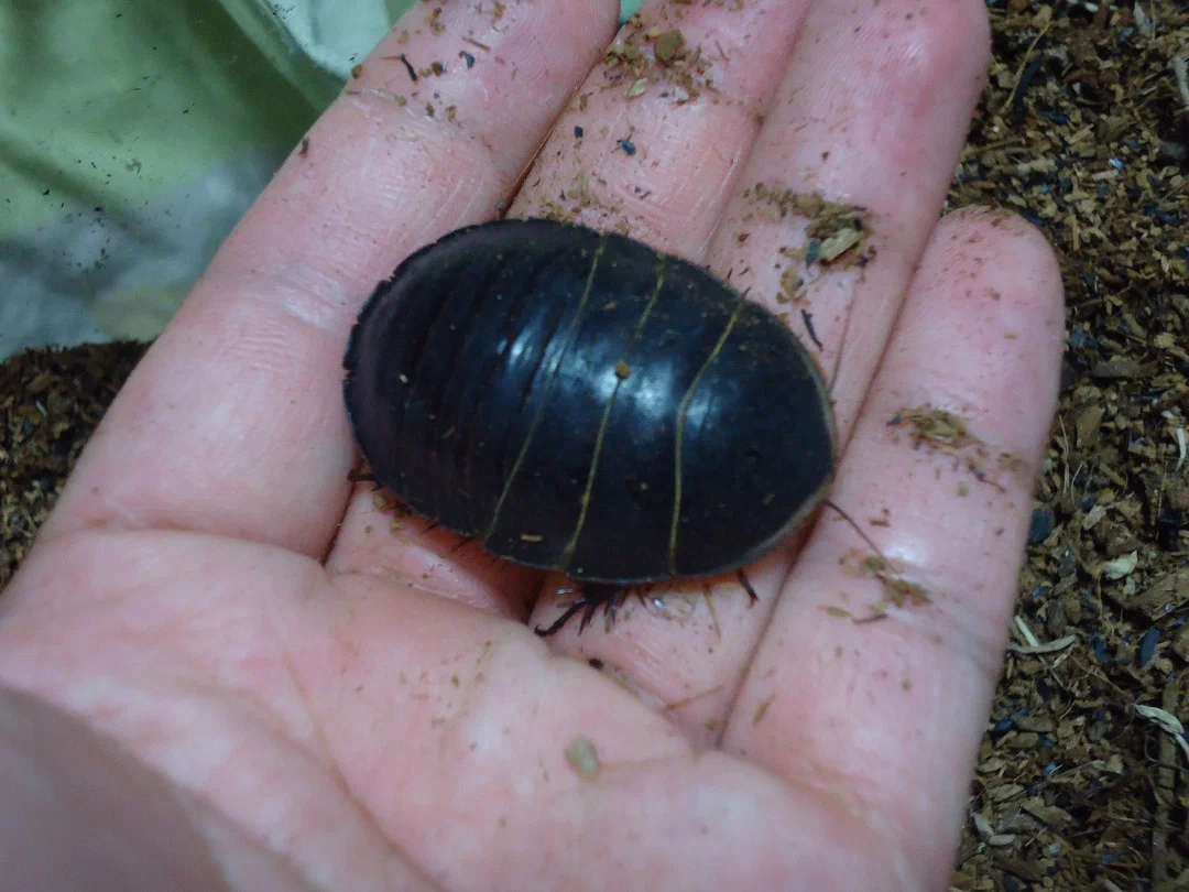 Выглядит как инопланетный артефакт, не правда ли? А ведь это живое существо!