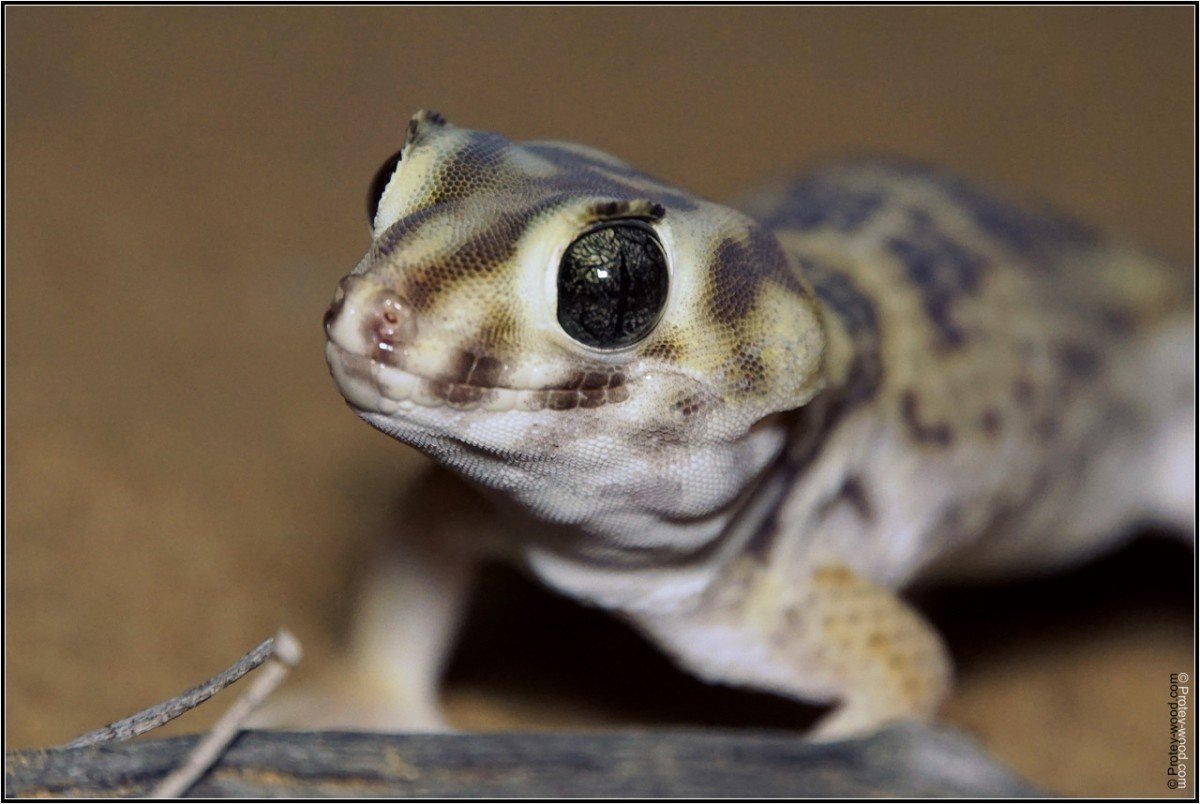 Знакомьтесь, это сцинковый геккон — питомец с глазами пришельца и характером философа.