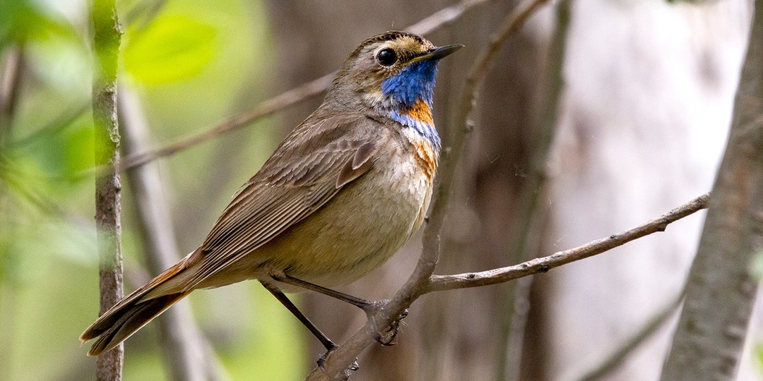 Знакомьтесь - Вара́кушка. Фото-истории.