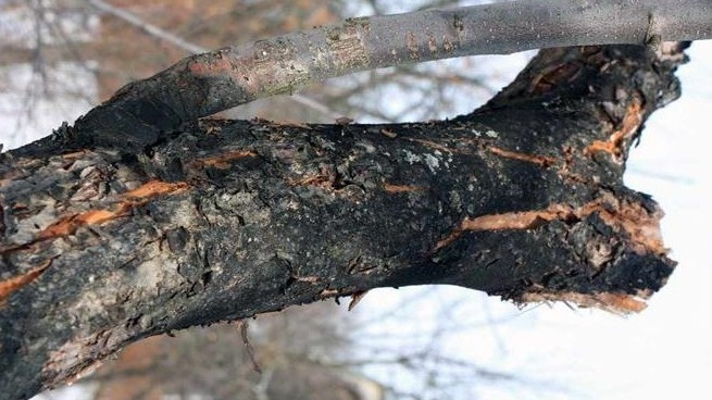 Правильная обрезка яблонь решает 90% проблем. Показываю на 3 примерах