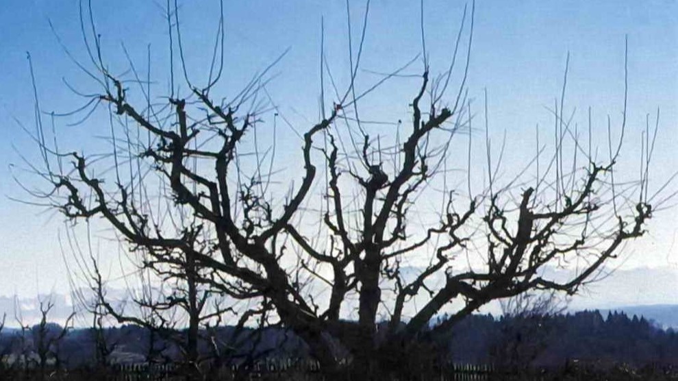 Дерево выбросило десятки волчков после слишком сильной обрезки