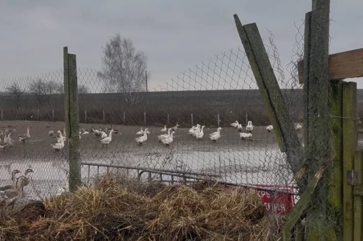    В Суздале аграрный научный центр разводил гусей с нарушениями