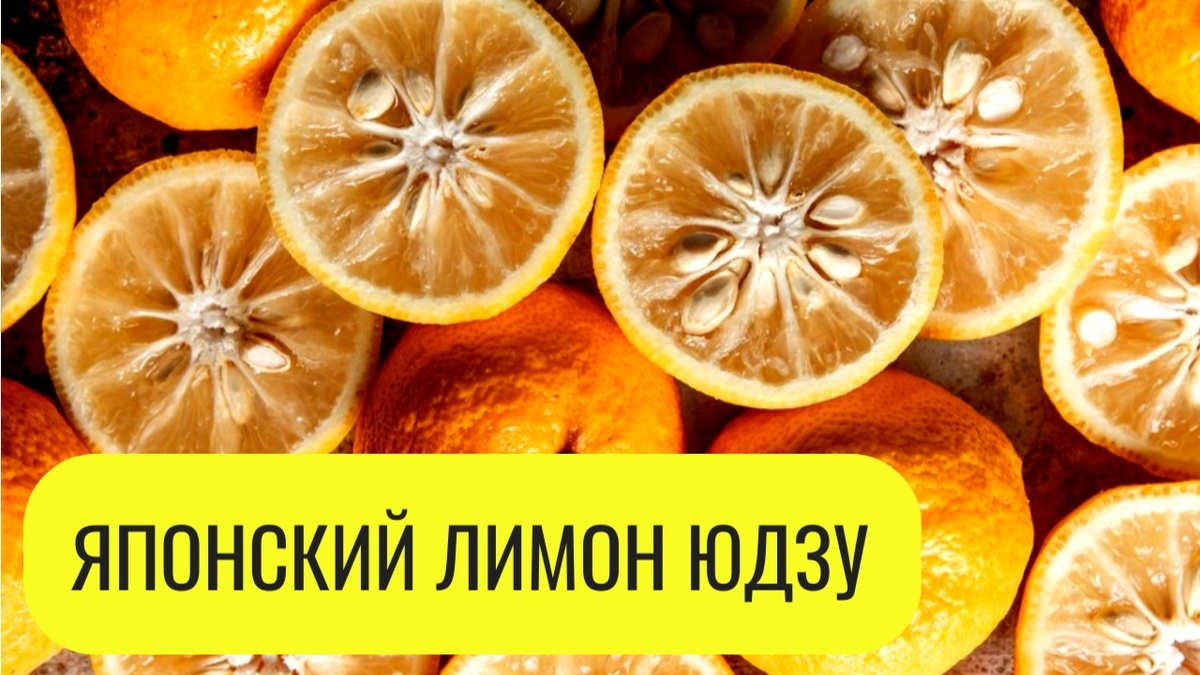 Японский лимон юдзу.