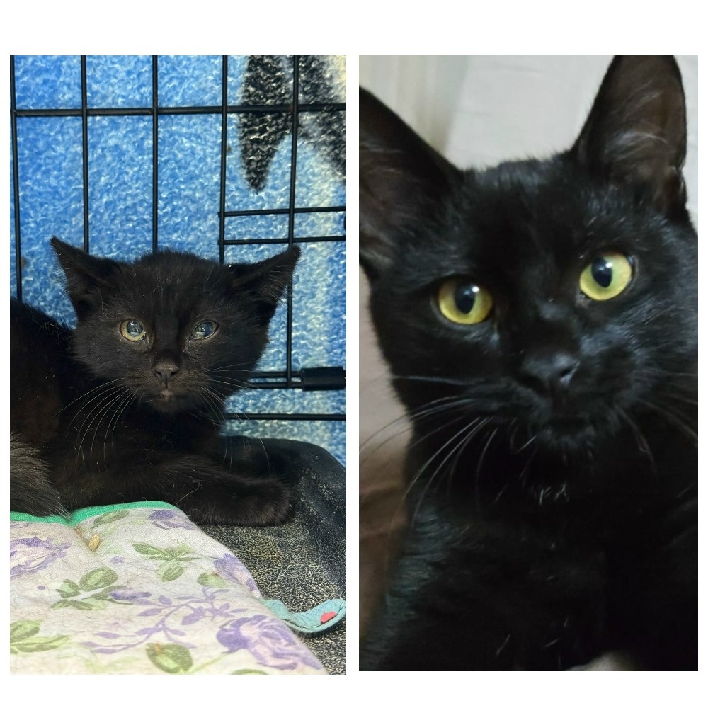 Мечты Фантазёра о милом доме сбылись 12 сентября 2025 года.