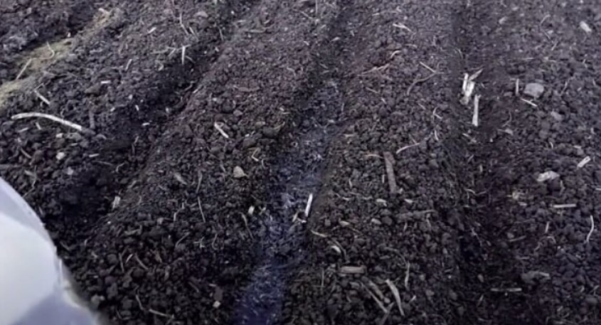 Ранний урожай без хлопот: Почему опытные дачники выбирают подзимние посевы? Разберёмся вместе!