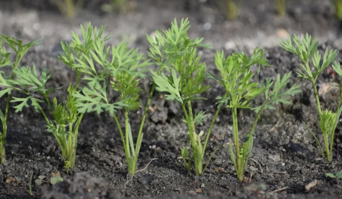 Всходы моркови. Ранний урожай без хлопот: Почему опытные дачники выбирают подзимние посевы? Разберёмся вместе!
