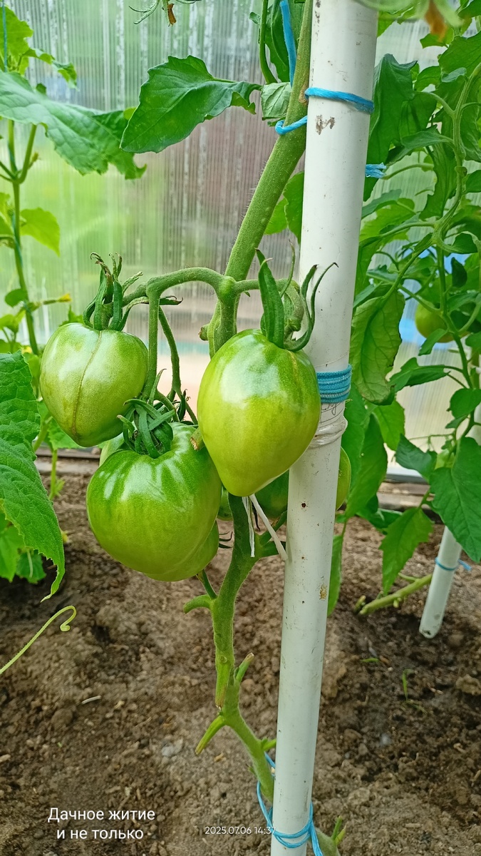 Фото автора. Помидорки в теплице