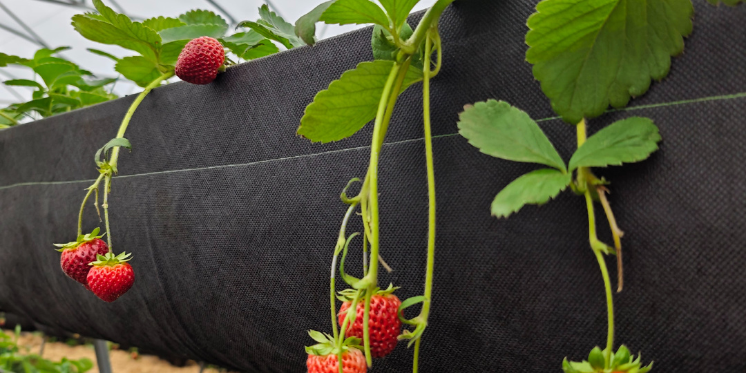 В Костромской области клубнику выращивает искусственный интеллект. Мы там были и видели всё своими глазами