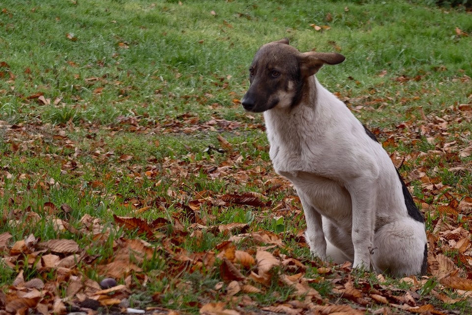    В Ульяновском районе бездомная собака укусила ребенка за предплечье Архив "КП"
