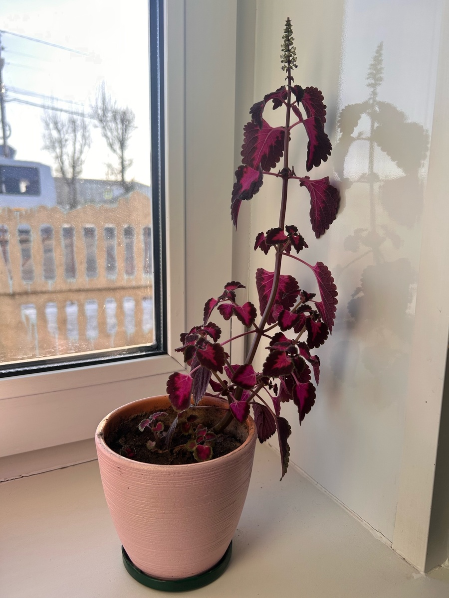 фото Алёны МИЛИЦИНОЙ 