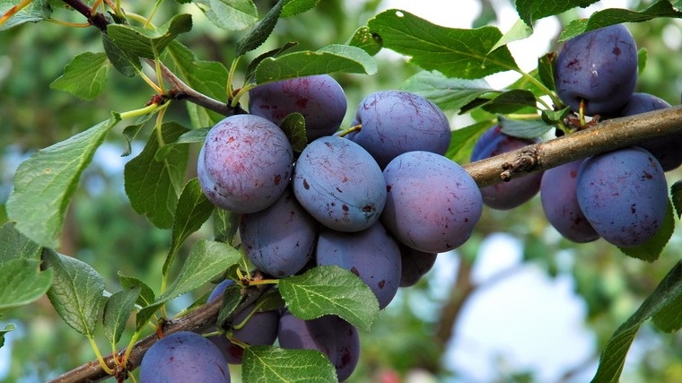 Моя слива плодоносит стабильно