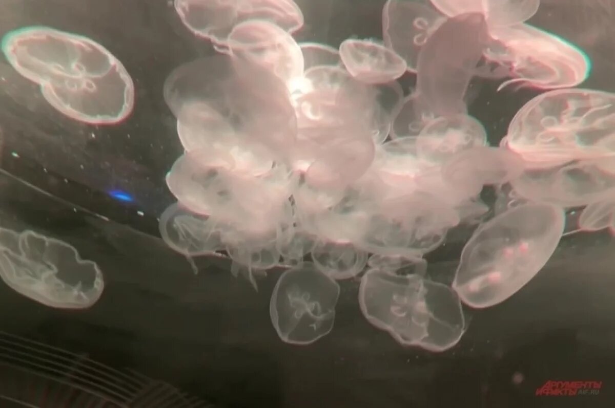    Балаклавскую бухту в Севастополе заполонили медузы