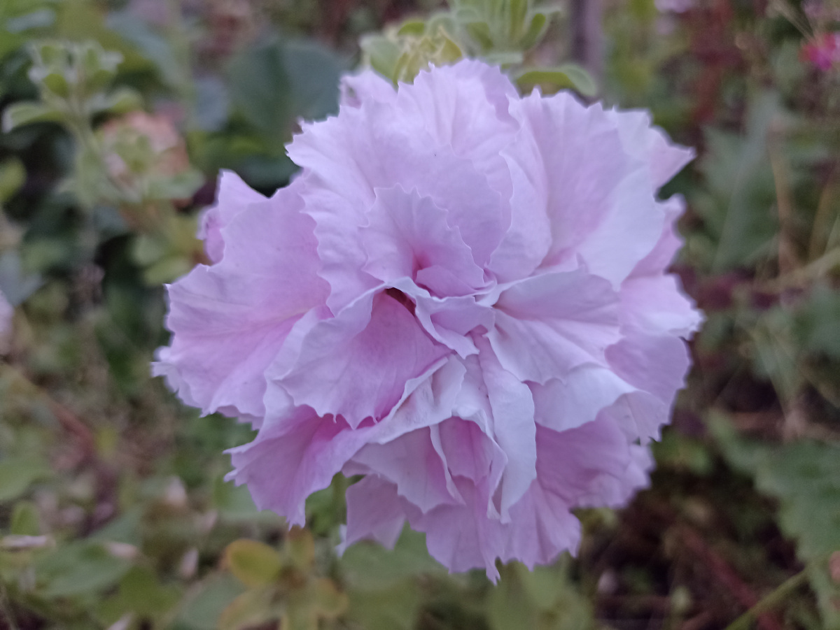 Петуния. Фото автора