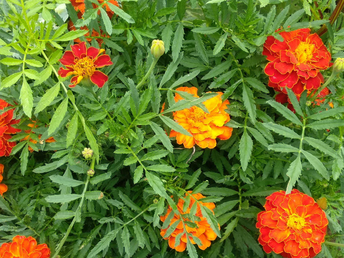 Бархатцы. Фото автора