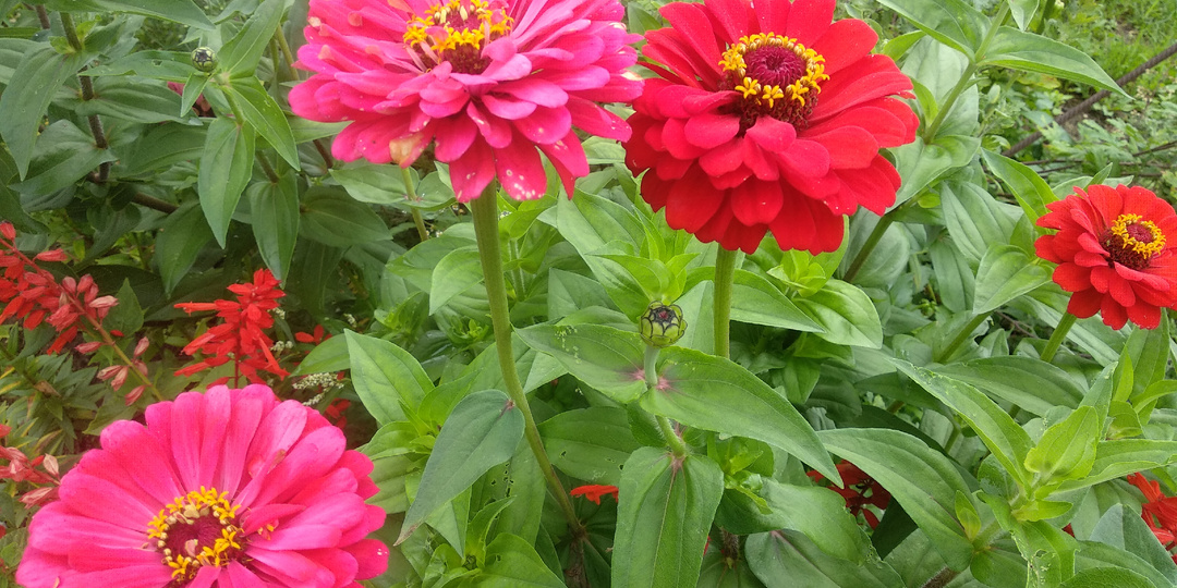 Проверенные схемы посева для 10+ популярных цветов: сеем правильно — цветём красиво