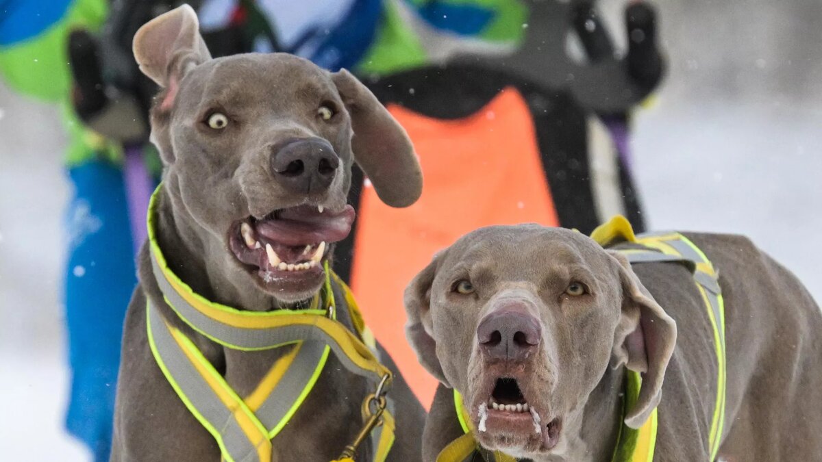 Собаки, архивное фото © Sputnik / Alexandr Kryazhev