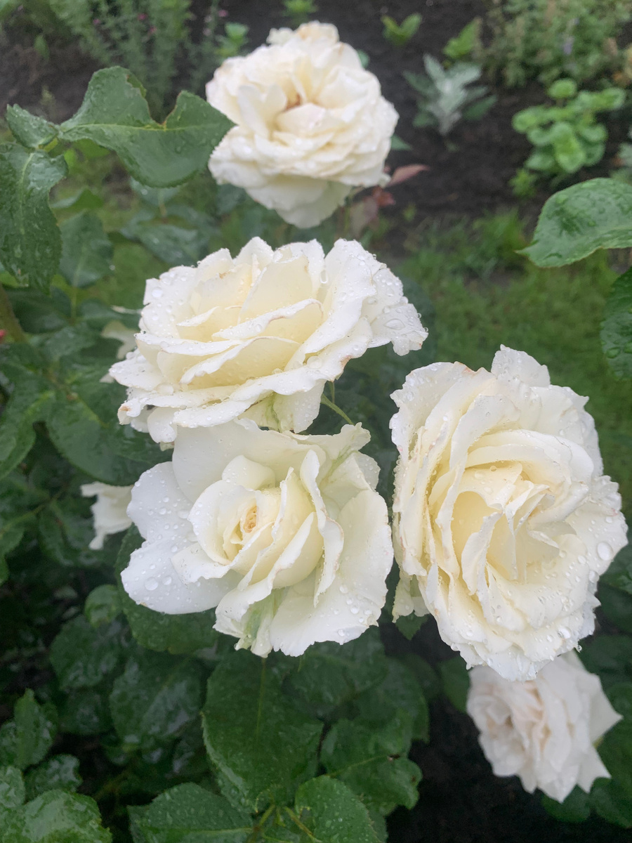 роза Папа Иоанн Павел 2, все фото автора.