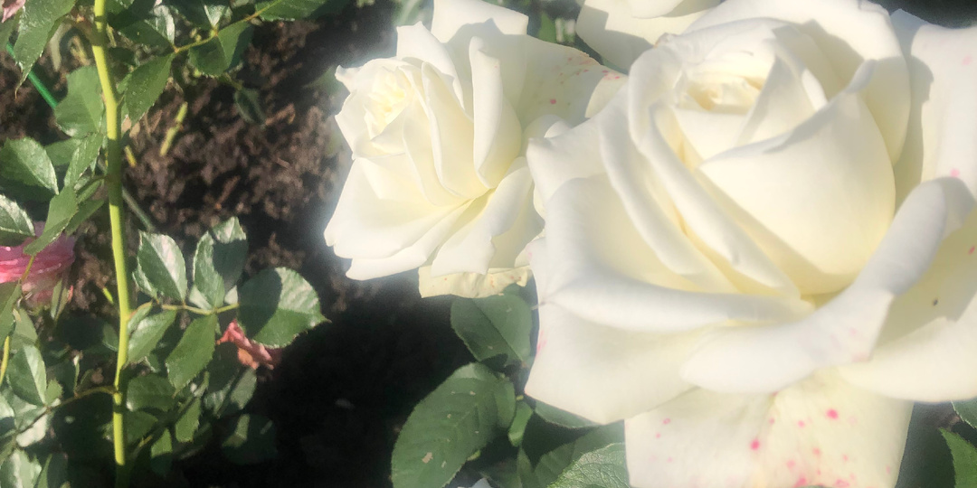 Розы для романтического настроения. ч.5