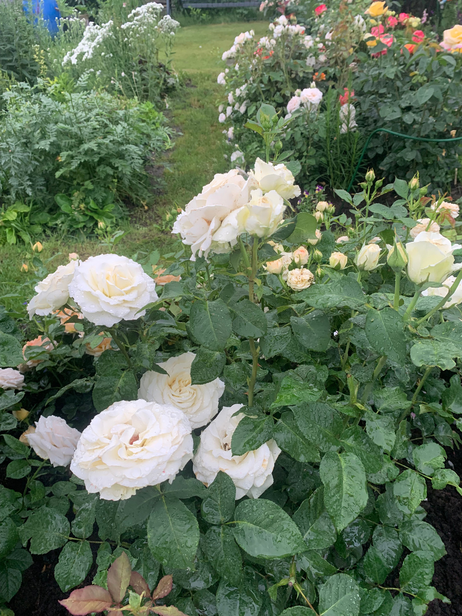 роза Папа Иоанн Павел 2,