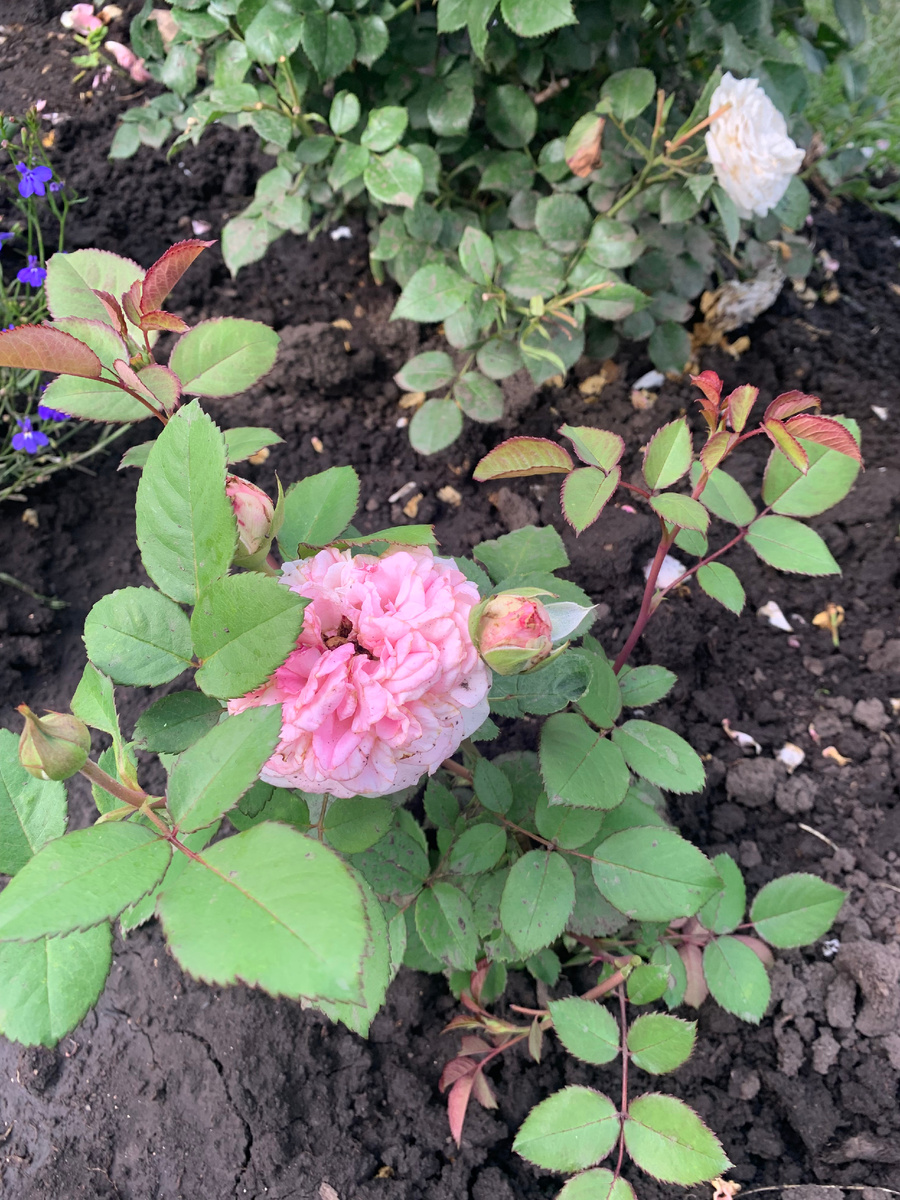 02.07.25. роза Эшли, фото автора