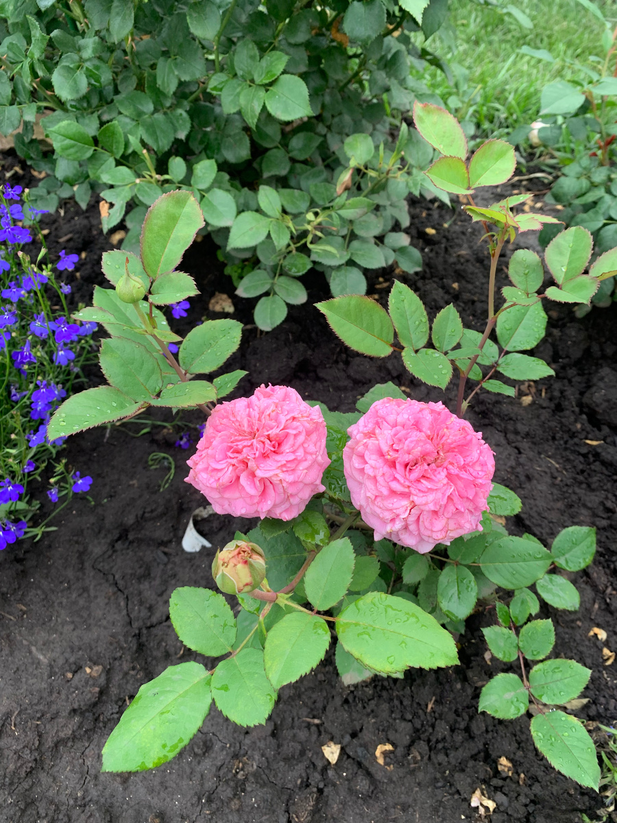 09.07.25.  роза Эшли, фото автора