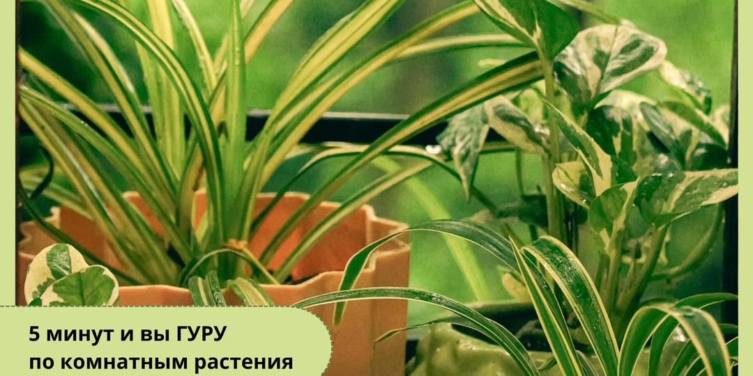 5 минут – и вы гуру комнатного цветоводства: всё самое важное в одном материале