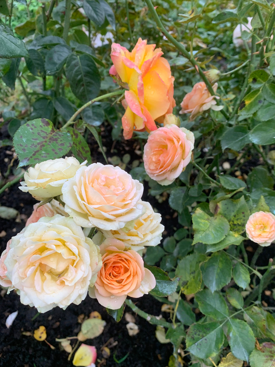 роза Болеро и Восточный Экспресс, все фото автора