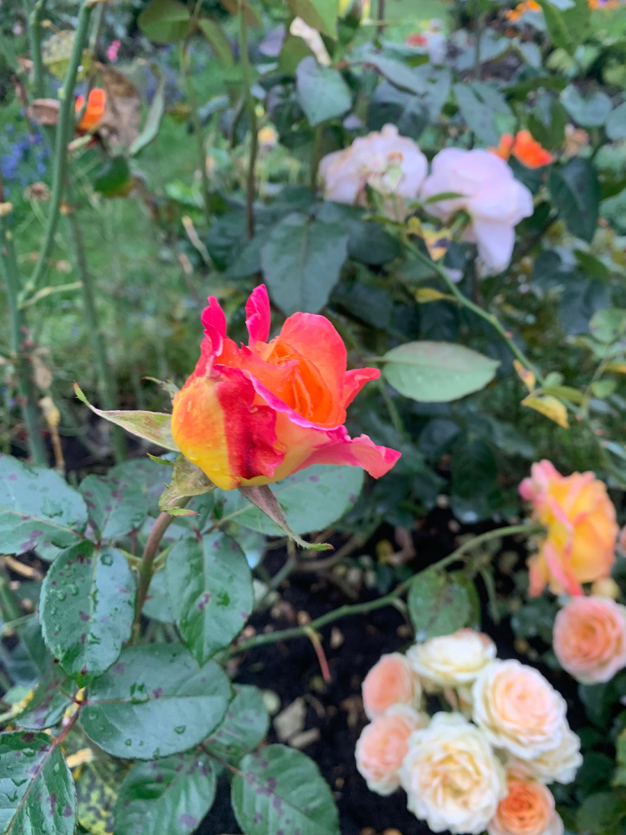 роза Болеро и Восточный Экспресс,