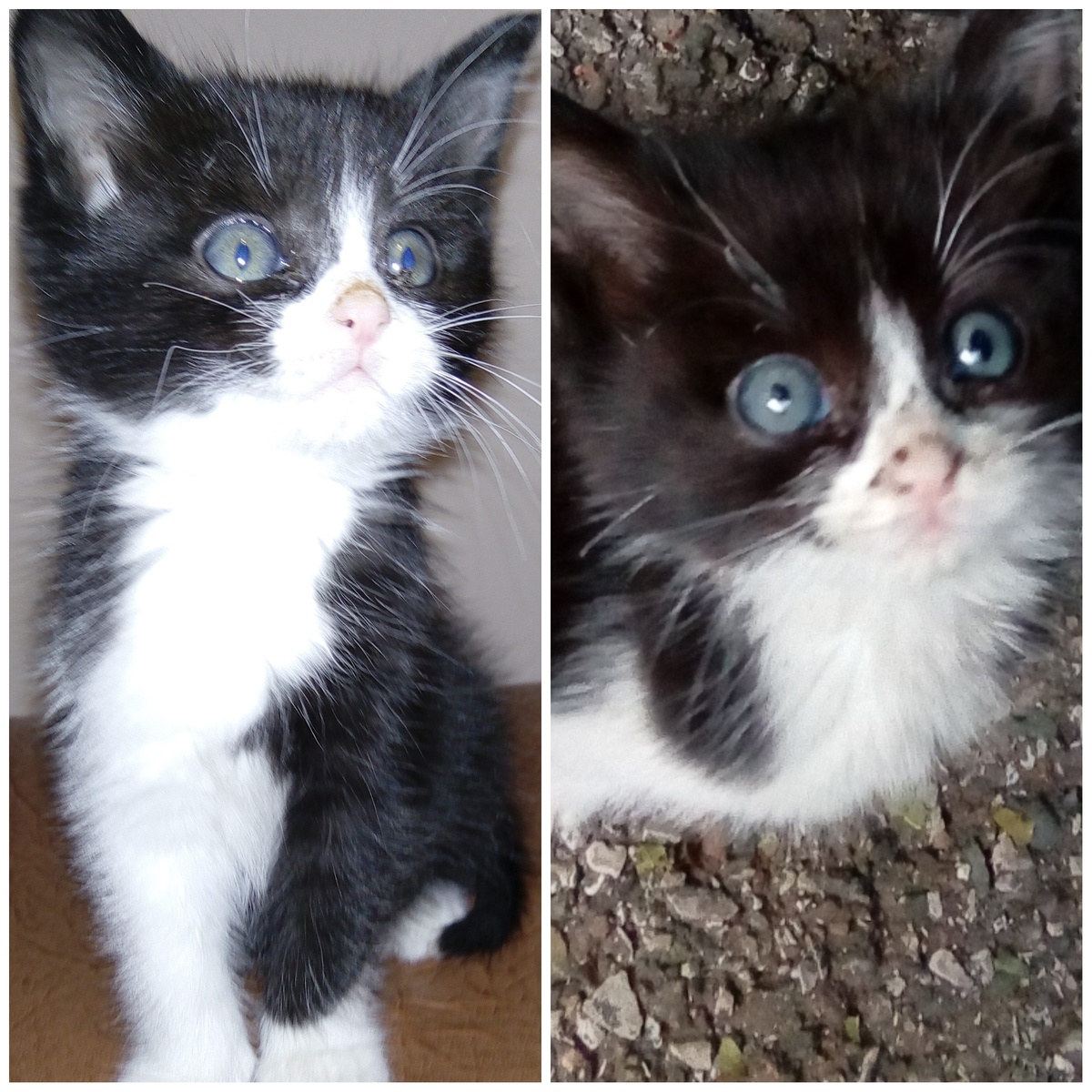 Фото сделано мной. На фото мой кот Кеша.