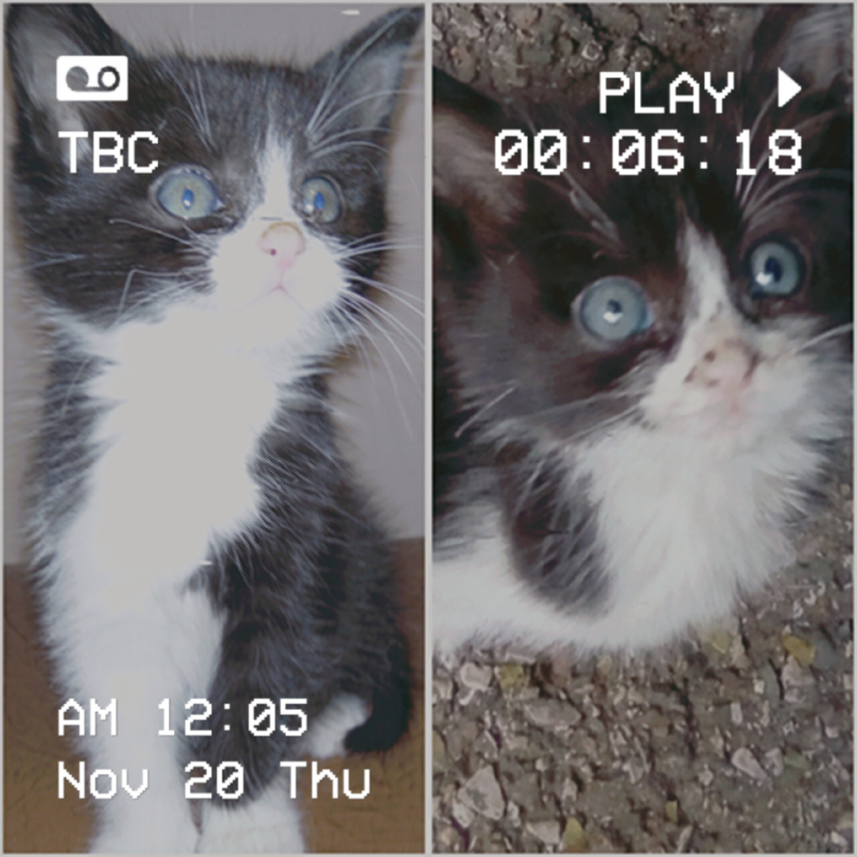 Фото сделано мной. На фото мой кот Кеша.