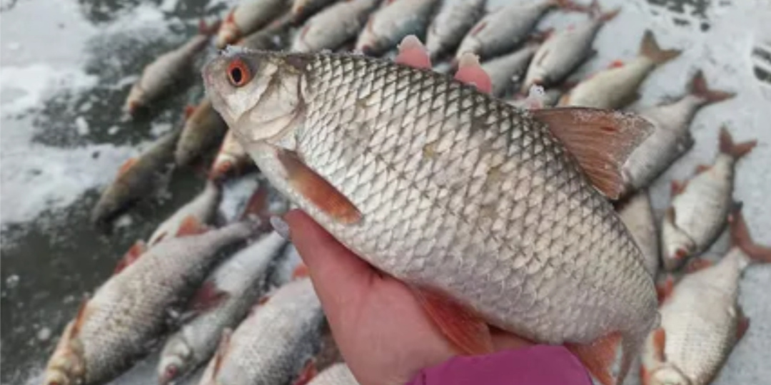 Тихая охота за декабрьской плотвой: секреты, которые сведут с ума любого рыболова