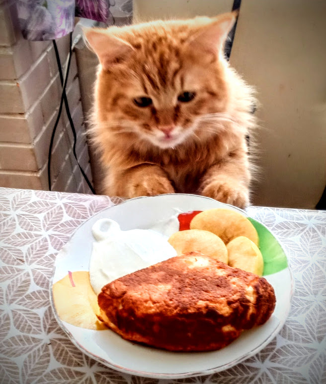 А тем временем у Кота правильный энергетический завтрак для бодрого дня. 