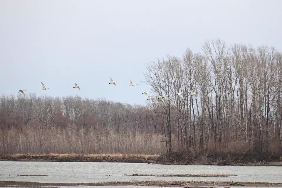    Бийск. Бия.. Источник: Сергей Кулыгин