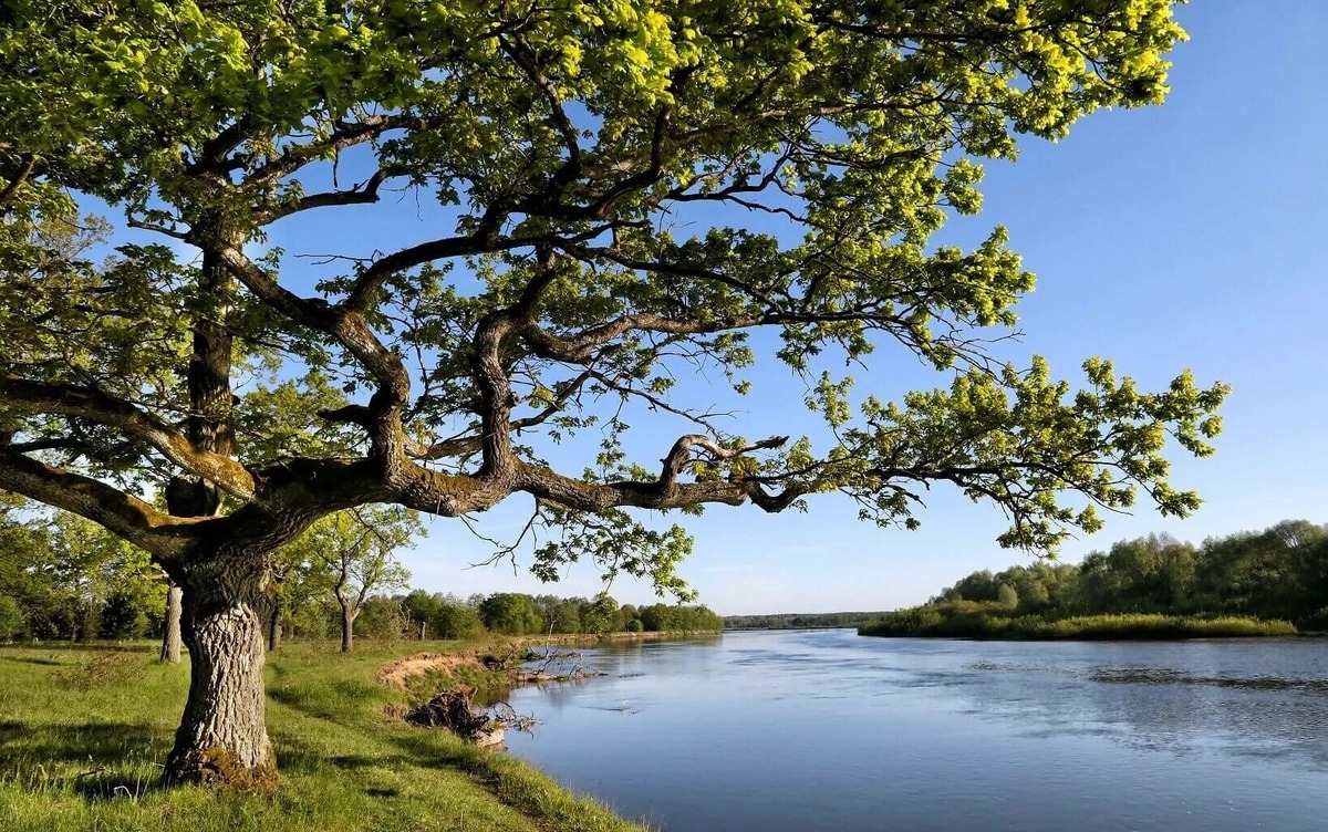 Излучина реки и священный дуб // фото из открытых источников