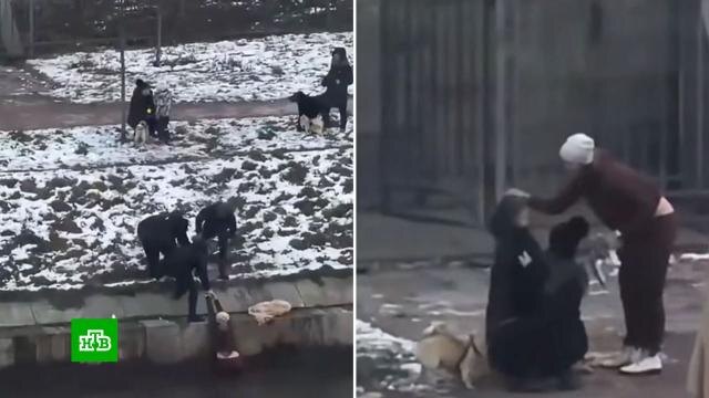 Фото: скриншот видео НТВ