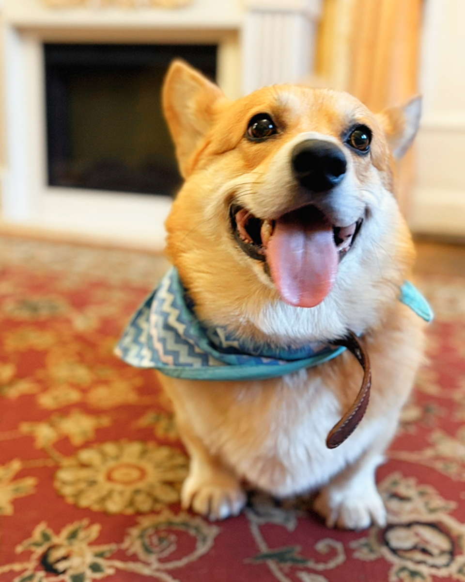 Старшина корги Бильбо против аромозаполнения каартирв