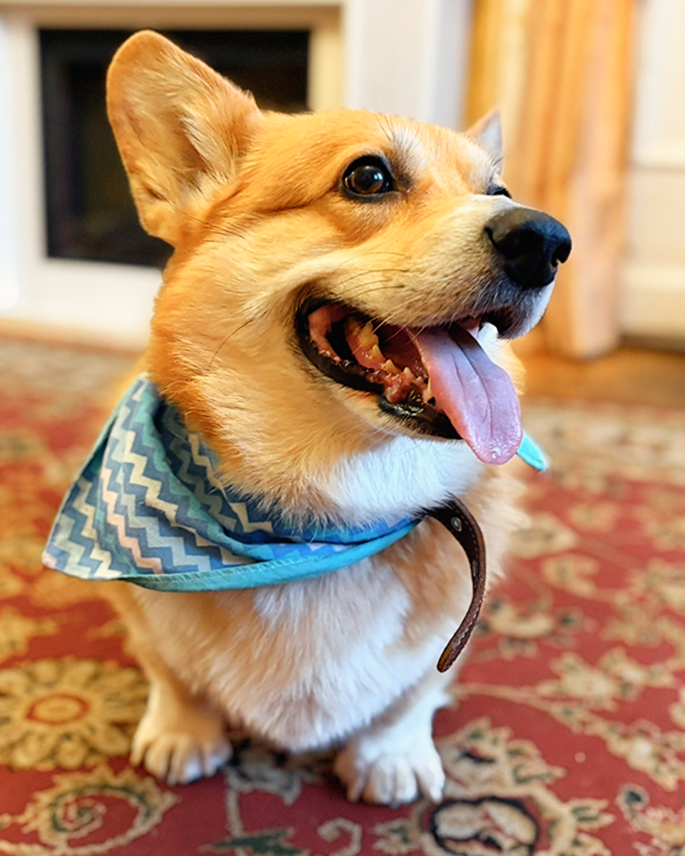 Корги Бильбо предупреждает: аромодиффузоры могут быть опасны