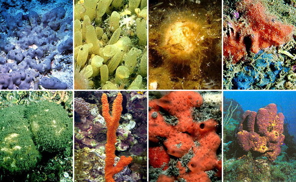 От скромных шариков до изящных стеклянных замков — мир губок поражает своим разнообразием.