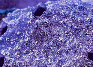 А-а-апчхи! Даже у самых простых животных есть свои забавные привычки.