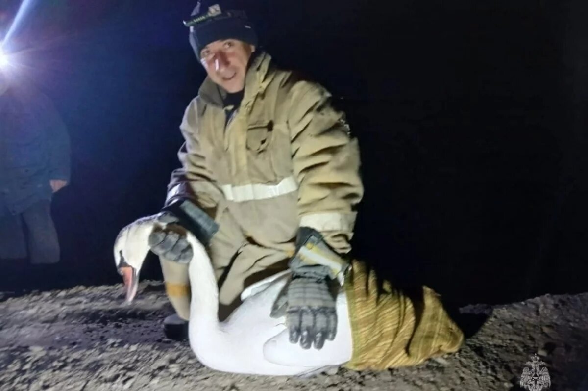    На Южном Урале сотрудников МЧС привлекли к спасению вмёрзшего в лёд лебедя