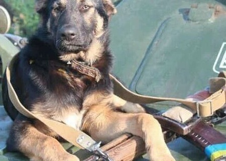    На Украине призывают мобилизовать всех владельцев служебных собак