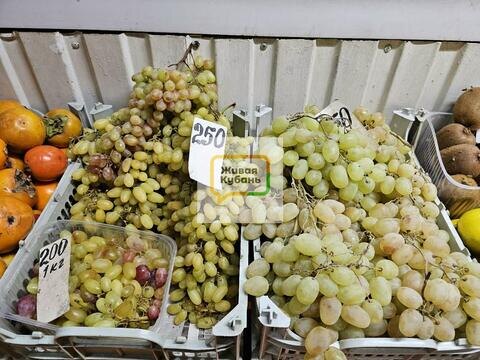 Все гнилое и дорогое: жители Кубани не увидели местного винограда, несмотря на рекордный урожай