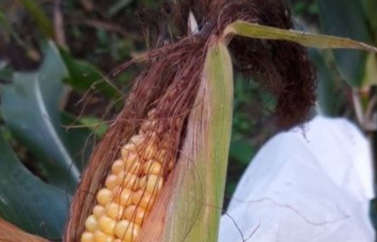    Фото: Филиал Россельхозцентра по Иркутской области