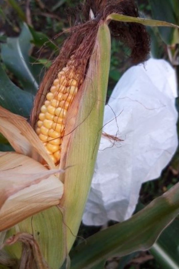 Фото: филиал Россельхозцентра по Иркутской области.📷    Скороспелый сорт кукурузы иркутской селекции получат аграрии Сибири
